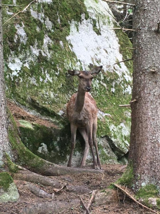 Sul Cucuzzolo Daire Marilleva Dış mekan fotoğraf