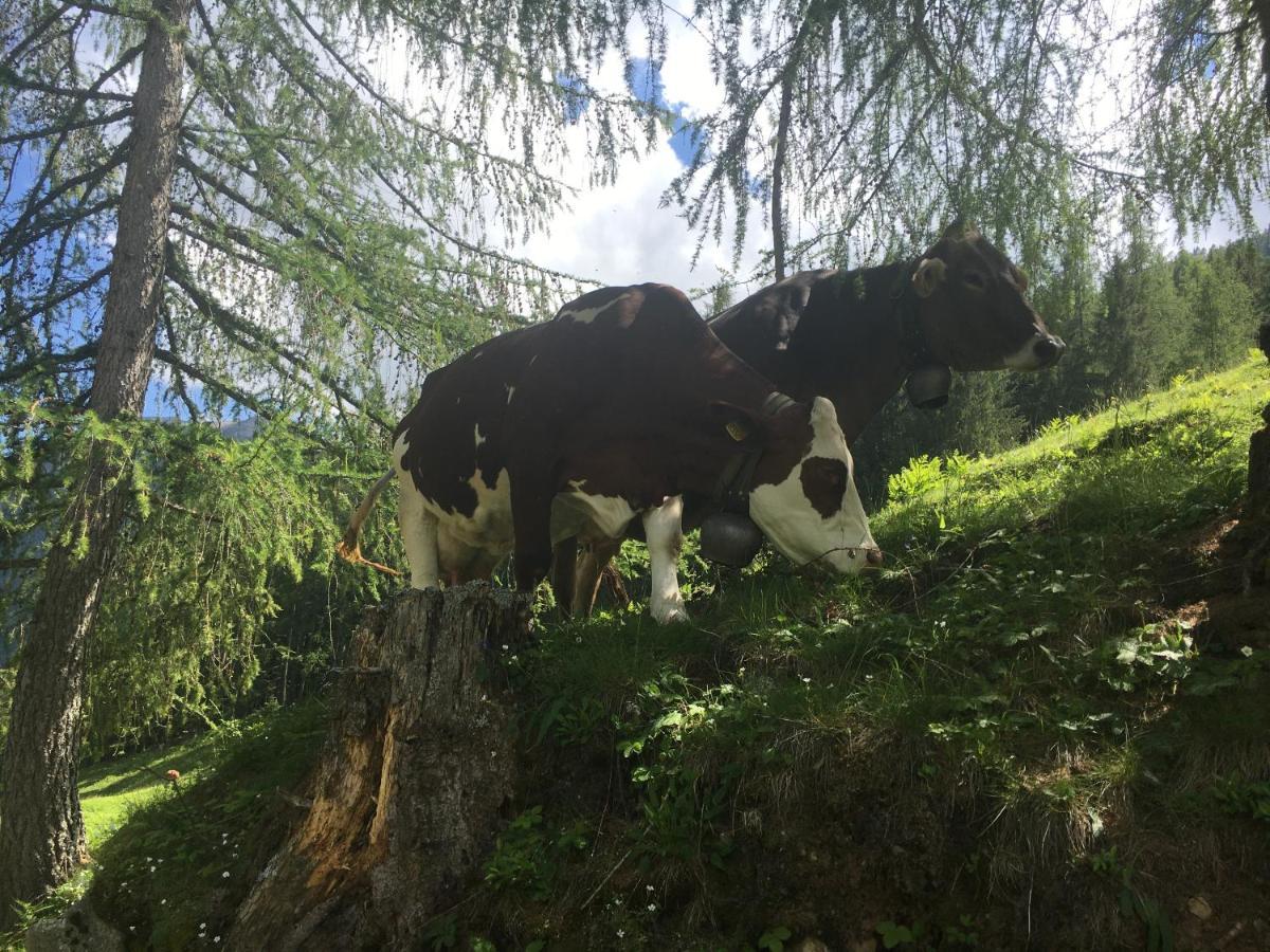 Sul Cucuzzolo Daire Marilleva Dış mekan fotoğraf